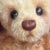 Bear Garden